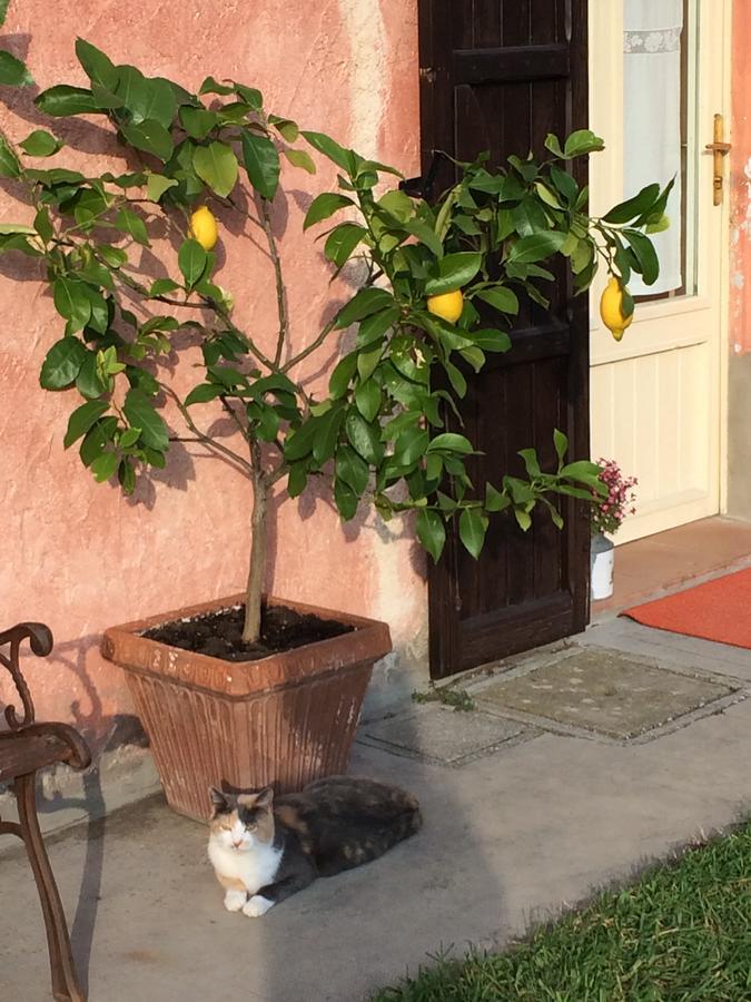 Agriturismo Il Pettirosso Forli Exterior photo