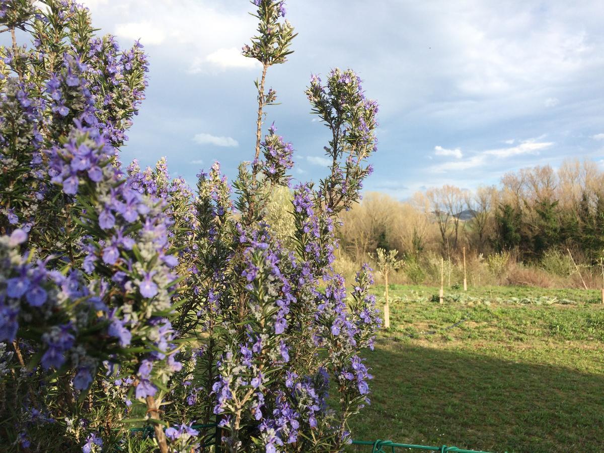 Agriturismo Il Pettirosso Forli Exterior photo